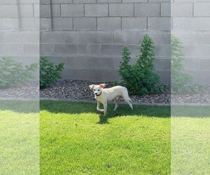 Wiley - Male Chihuahua-Unknown Mix Dog for Adoption - Photo #4