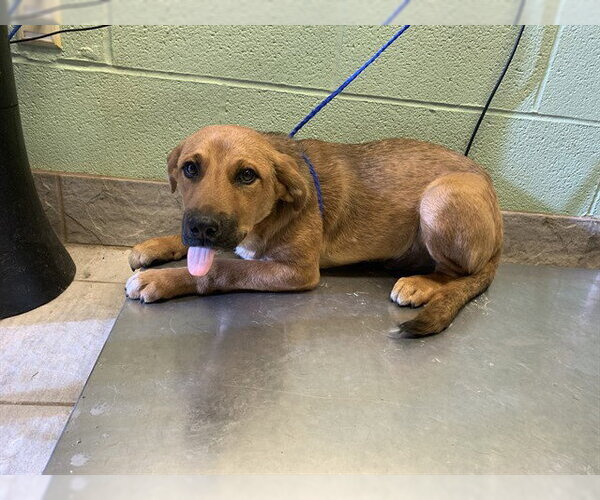 Medium Photo #1 Shepradors Puppy For Sale in Grand Prairie, TX, USA