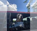 Small #5 American Pit Bull Terrier Mix