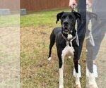 Small Photo #13 Great Dane Puppy For Sale in Bullard, TX, USA