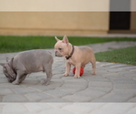 Small Photo #5 French Bulldog Puppy For Sale in LOS ANGELES, CA, USA