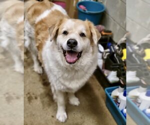 Great Pyrenees-Unknown Mix Dogs for adoption in Maryville, TN, USA