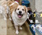Small Great Pyrenees Mix