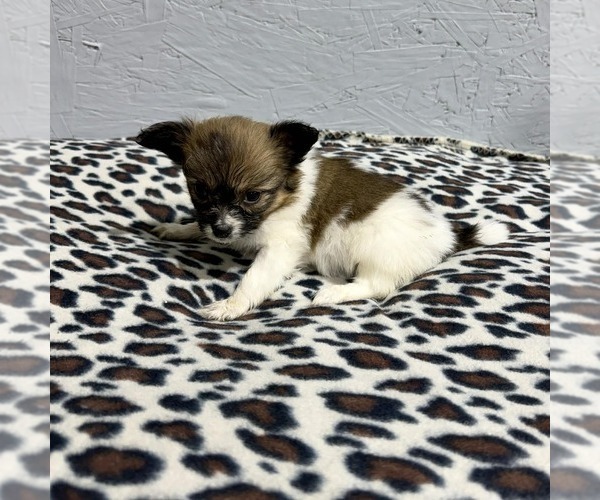 Medium Photo #2 Papillon Puppy For Sale in BELTON, MO, USA
