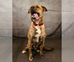 Small #1 German Shepherd Dog-Great Pyrenees Mix