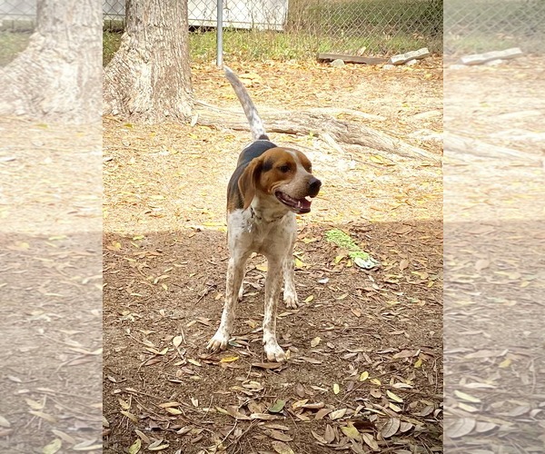 Medium Photo #8 Beagle-Unknown Mix Puppy For Sale in Tampa, FL, USA