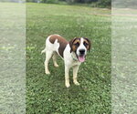 Small #3 Boxer Mix