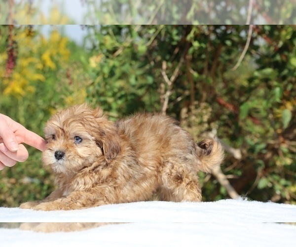 Medium Photo #8 ShihPoo Puppy For Sale in DYERSBURG, TN, USA
