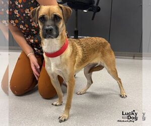 Chrystal - Female Black Mouth Cur-Labrador Retriever Mix Dog for Adoption - Photo #2