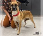 Small Photo #2 Black Mouth Cur-Labrador Retriever Mix Puppy For Sale in Washington, DC, USA