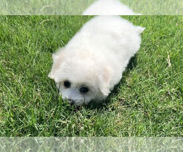 Medium Photo #19 Bichon Frise Puppy For Sale in PELZER, SC, USA