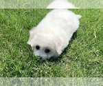 Small #18 Bichon Frise