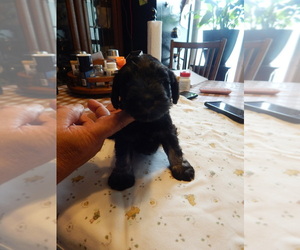 Schnauzer (Miniature) Puppy for sale in ROCKINGHAM, NC, USA