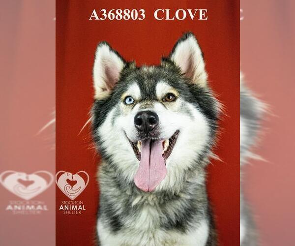 Medium Photo #1 Siberian Husky-Unknown Mix Puppy For Sale in Stockton, CA, USA