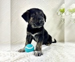Small #3 Golden Shepherd