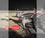 Small #3 American Staffordshire Terrier Mix