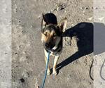 Small Photo #7 Australian Kelpie-German Shepherd Dog Mix Puppy For Sale in Incline Village, NV, USA