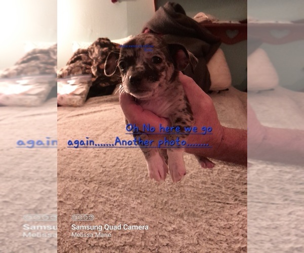 Medium Photo #3 Chihuahua Puppy For Sale in NODAWAY, IA, USA