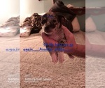 Small Photo #3 Chihuahua Puppy For Sale in NODAWAY, IA, USA