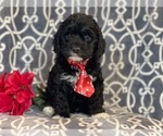 Small Photo #19 Cocker Spaniel-Poodle (Miniature) Mix Puppy For Sale in LAKELAND, FL, USA