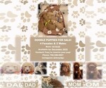 Small Photo #1 Double Doodle Puppy For Sale in PLANTATION, FL, USA