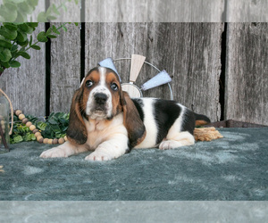Medium Basset Hound