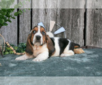 Puppy Daisy Basset Hound