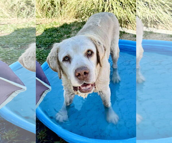 Medium Photo #2 Labrador Retriever Puppy For Sale in San Diego, CA, USA