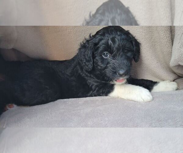 Medium Photo #3 Aussiedoodle Puppy For Sale in CONWAY, SC, USA