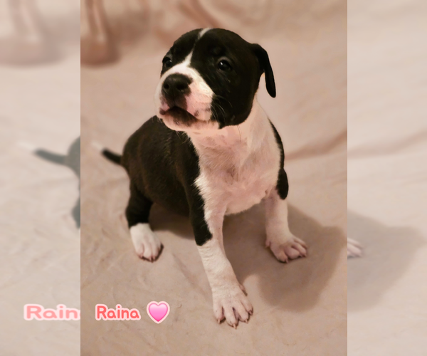 Medium Photo #9 American Staffordshire Terrier-Unknown Mix Puppy For Sale in Holly Springs, NC, USA