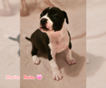 Small #8 American Staffordshire Terrier Mix