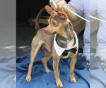 Small #2 Italian Greyhuahua