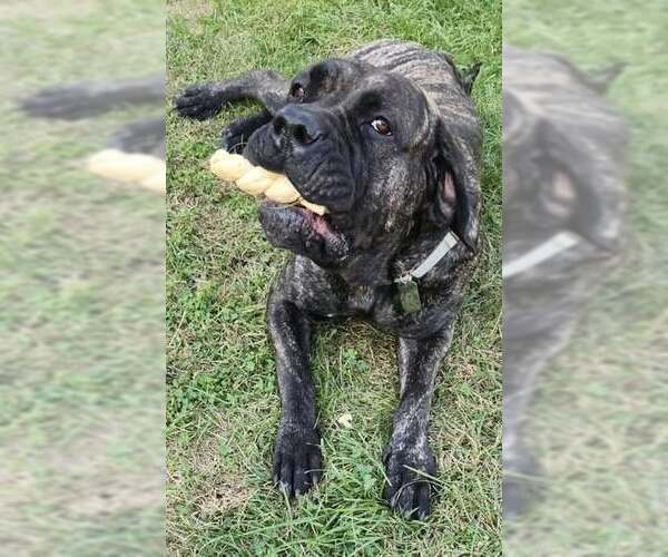 Medium Photo #2 Presa Canario Puppy For Sale in Belleville, MI, USA