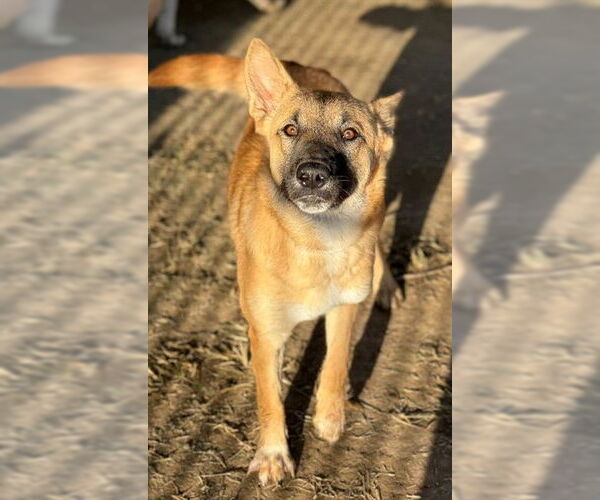 Medium Photo #1 Mutt Puppy For Sale in Riverside, CA, USA