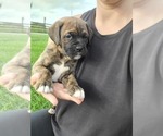 Puppy 3 Boxer