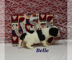 Small #8 Cavapoo
