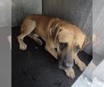 Small Black Mouth Cur Mix