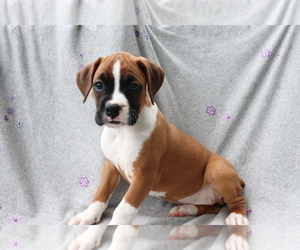 Boxer Puppy for sale in SHILOH, OH, USA