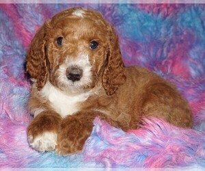 Miniature Labradoodle Puppy for sale in LA HABRA, CA, USA