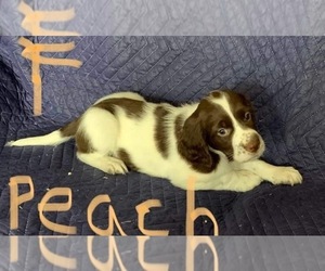 French Spaniel Puppy for sale in North York, Ontario, Canada