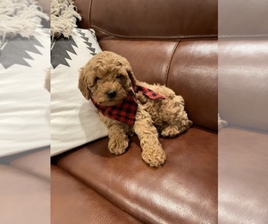 Doodle-Poodle (Miniature) Mix Puppy for sale in SCIO, OR, USA
