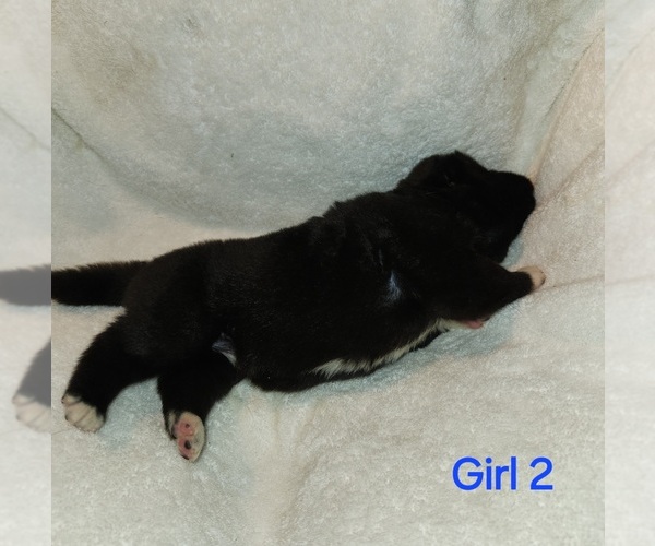 Medium Photo #6 Akita Puppy For Sale in MEM, TN, USA