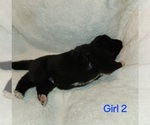 Puppy Puppy 5 Akita