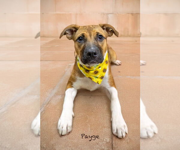 Medium Photo #3 Mutt Puppy For Sale in Hot Springs Village, AR, USA