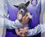 Small #2 Jack-Rat Terrier