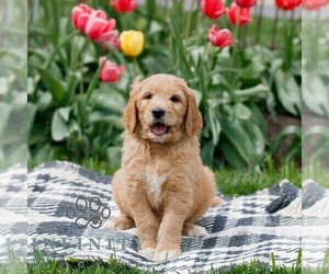 Goldendoodle Puppy for sale in NARVON, PA, USA