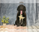 Puppy Gambit Gollie