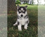 Small Photo #24 Alaskan Klee Kai Puppy For Sale in WINCHESTER, OH, USA