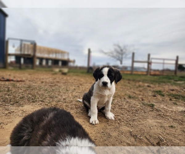 Medium Photo #9 Anatolian Shepherd Puppy For Sale in CUMBY, TX, USA