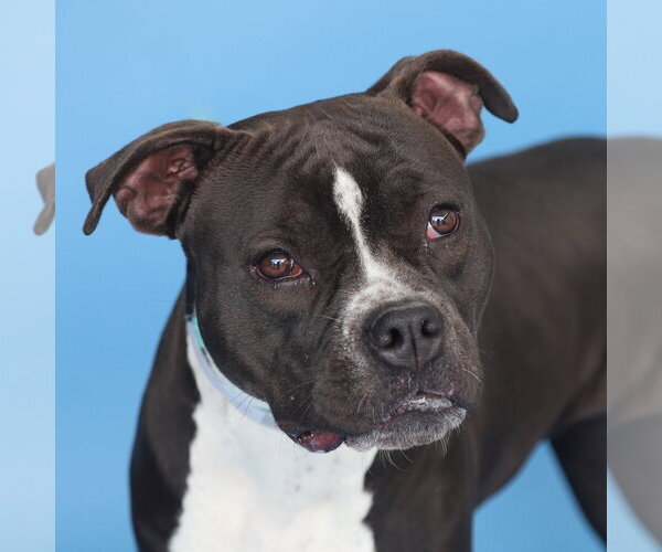 Medium Photo #1 Boxer-Unknown Mix Puppy For Sale in Pasadena, CA, USA
